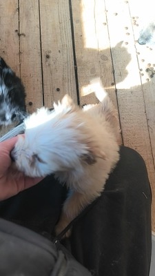 Snowy sucht ihr kleines großes Glück, Mischling Welpen - Hündin