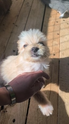 Snowy sucht ihr kleines großes Glück, Mischling Welpen - Hündin