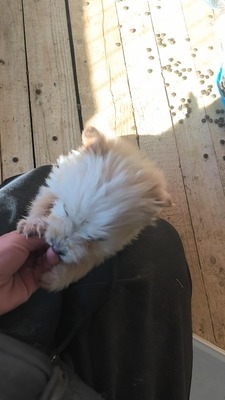 Snowy sucht ihr kleines großes Glück, Mischling Welpen - Hündin