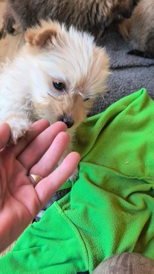 Snowy sucht ihr kleines großes Glück, Mischling Welpen - Hündin