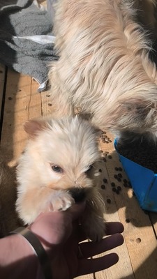 Snowy sucht ihr kleines großes Glück, Mischling Welpen - Hündin