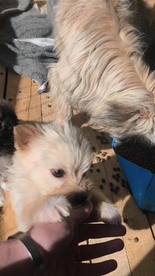 Snowy sucht ihr kleines großes Glück, Mischling Welpen - Hündin