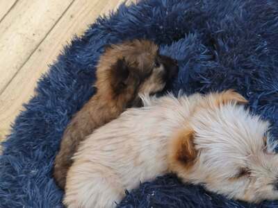 Snowy sucht ihr kleines großes Glück, Mischling Welpen - Hündin