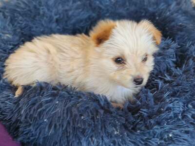 Snowy sucht ihr kleines großes Glück, Mischling Welpen - Hündin