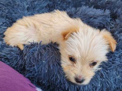 Snowy sucht ihr kleines großes Glück, Mischling Welpen - Hündin