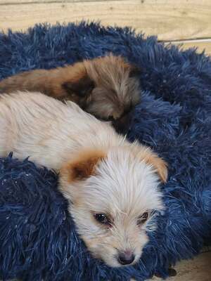 Snowy sucht ihr kleines großes Glück, Mischling Welpen - Hündin