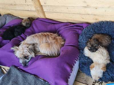 Snowy sucht ihr kleines großes Glück, Mischling Welpen - Hündin