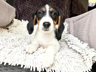 Soba super süße Hündin sucht…, Beagle-Mischling Welpen - Hündin