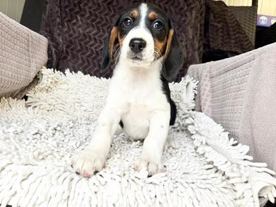 Soba super süße Hündin sucht…, Beagle-Mischling Welpen - Hündin