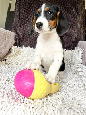 Soba super süße Hündin sucht…, Beagle-Mischling Welpen - Hündin