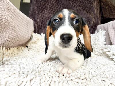 Soba super süße Hündin sucht…, Beagle-Mischling Welpen - Hündin