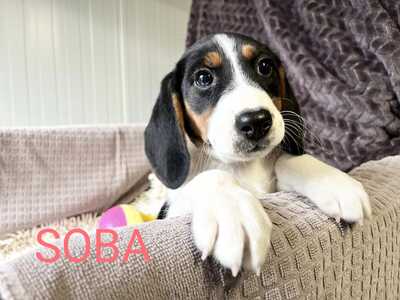 Soba super süße Hündin sucht…, Beagle-Mischling Welpen - Hündin