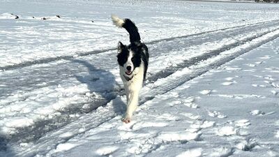 Soccx, Border Collie-Mix - Rüde