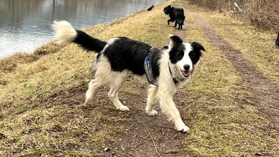 Soccx, Border Collie-Mix - Rüde