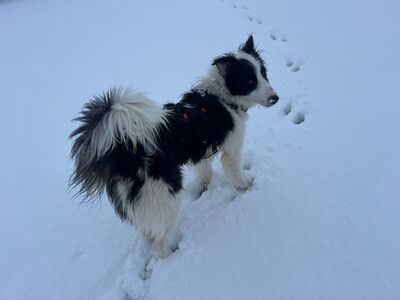Soccx, Border-Collie-Mix - Rüde