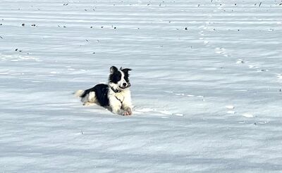 Soccx, Border-Collie-Mix - Rüde