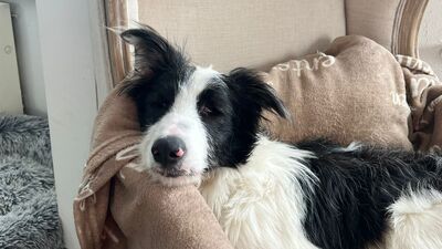 Soccx, Border-Collie-Mix - Rüde