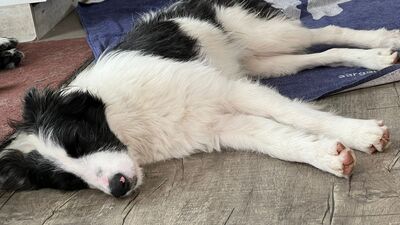 Soccx, Border-Collie-Mix - Rüde