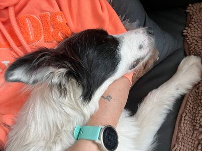 Soccx, Border-Collie-Mix - Rüde