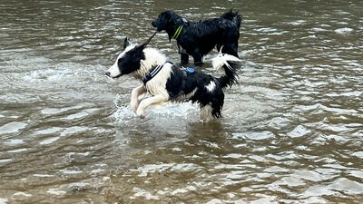 Soccx, Border-Collie-Mix - Rüde