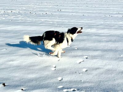Soccx, Border-Collie-Mix - Rüde