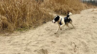 Soccx, Border-Collie-Mix - Rüde