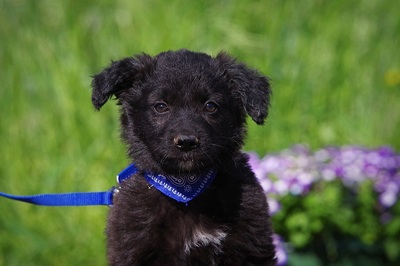 Socke, Mischling Welpen - Rüde