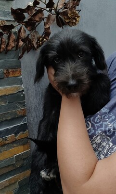 Socke, dieser Blick geht direkt ins Herz, Mischling Welpen - Rüde
