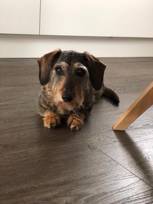 Soffie, Dackel - Hündin