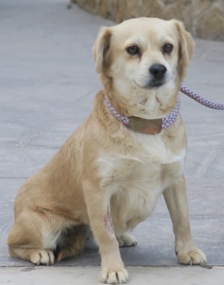 Sofia, Mix - Hündin