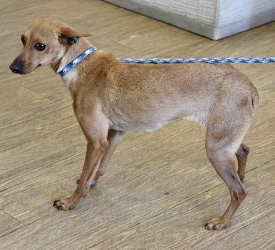 Sofia, Mix - Hündin