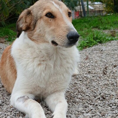 Sofia - eine sanfte, freundliche und unkomplizierte Hündin, Collie-Mischling - Hündin