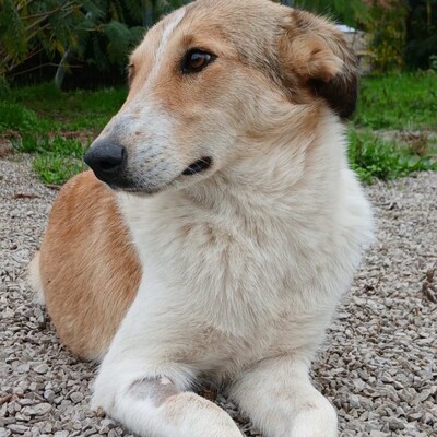 Sofia - eine sanfte, freundliche und unkomplizierte Hündin / Reserviert, Collie-Mischling - Hündin