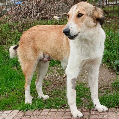 Sofia - eine sanfte, freundliche und unkomplizierte Hündin / Reserviert, Collie-Mischling - Hündin