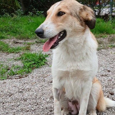 Sofia - eine sanfte, freundliche und unkomplizierte Hündin / Reserviert, Collie-Mischling - Hündin