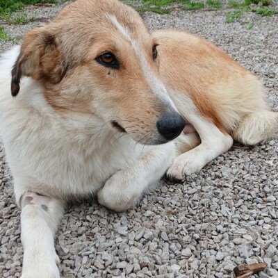 Sofia - eine sanfte, freundliche und unkomplizierte Hündin / Reserviert, Collie-Mischling - Hündin