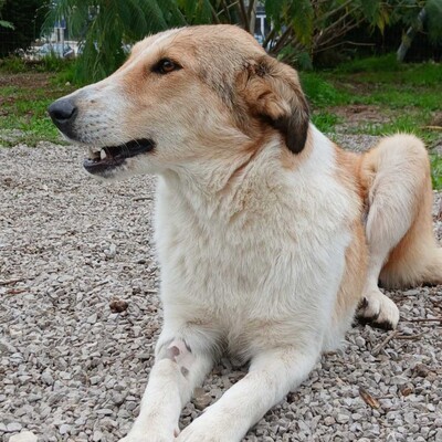 Sofia - eine sanfte, freundliche und unkomplizierte Hündin / Vorgemerkt, Collie-Mischling - Hündin