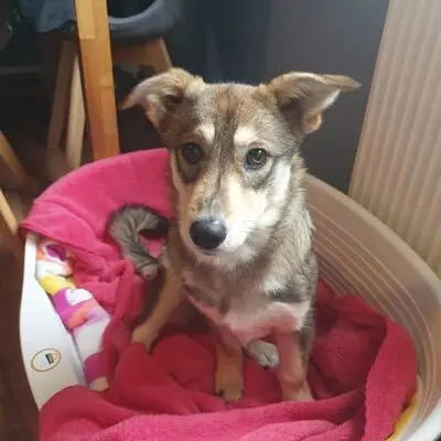 Sofie, unbekannt Welpen - Hündin