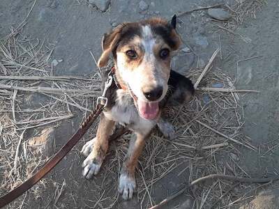 Soka - Wundervolle Welpendame, ca. 8 Monate/65cm/30kg, Mischling - Hündin