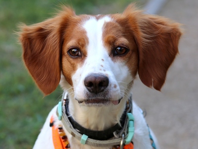 Sol, Bretonen-Mix - Hündin