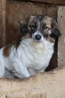 Solea, Mischling - Hündin