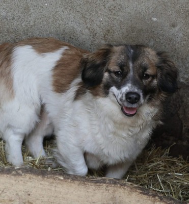 Solea, Mischling - Hündin