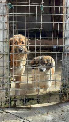 Solea, Mischling - Hündin