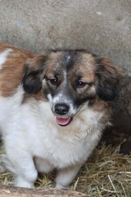 Solea, Mischling - Hündin