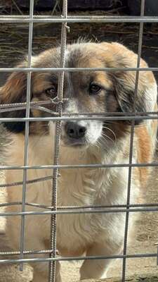 Solea, Mischling - Hündin