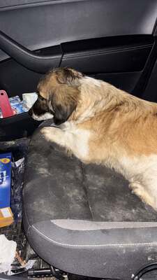 Solea, Mischling - Hündin