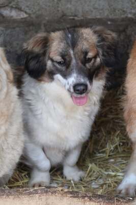 Solea, Mischling - Hündin