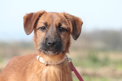 Solea, Mischling Welpen - Hündin