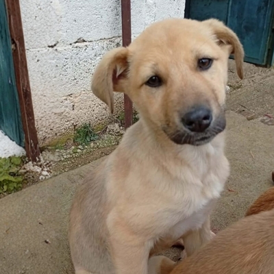 Solea - sehr verspielt und neugierig, Mischling Welpen - Hündin