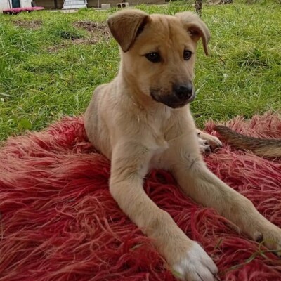 Solea - sehr verspielt und neugierig 😉/ Reserviert, Mischling Welpen - Hündin